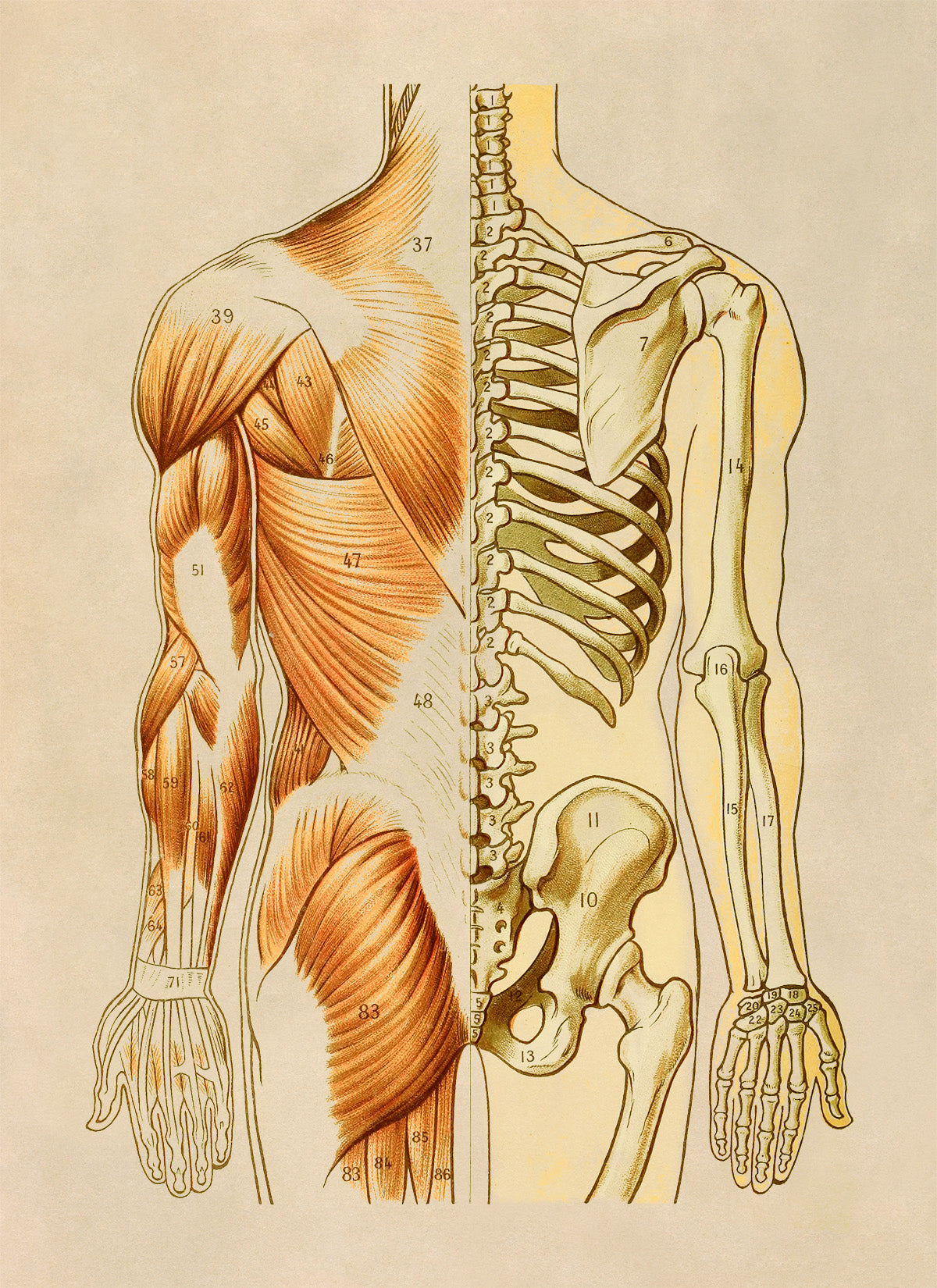 Rear Human Muscular and Skeletal System Anatomy Chart Print, AM94