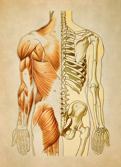 Rear Human Muscular and Skeletal System Anatomy Chart Print, AM94