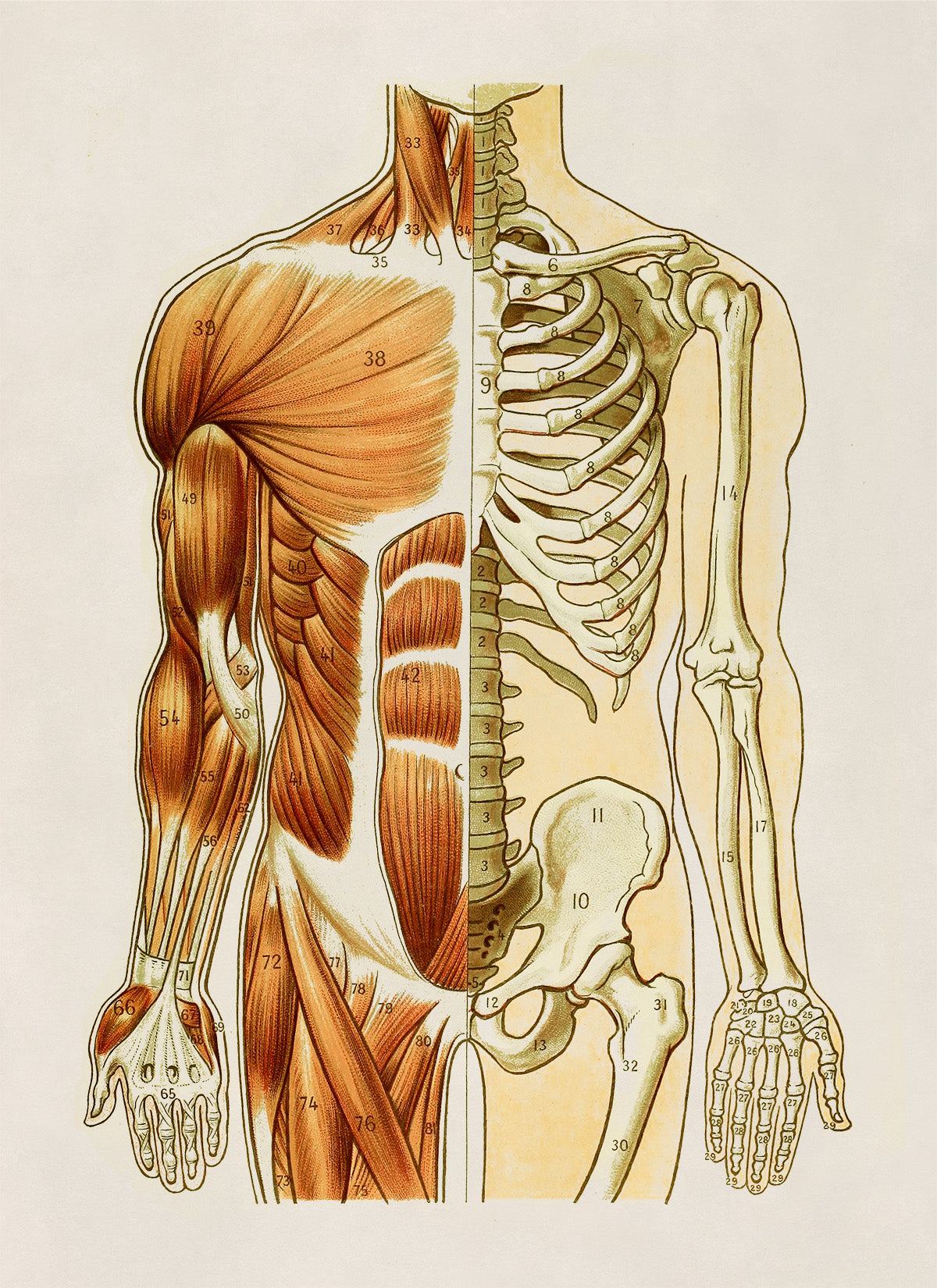 Front Human Muscular and Skeletal System Anatomy Chart Print, AM93