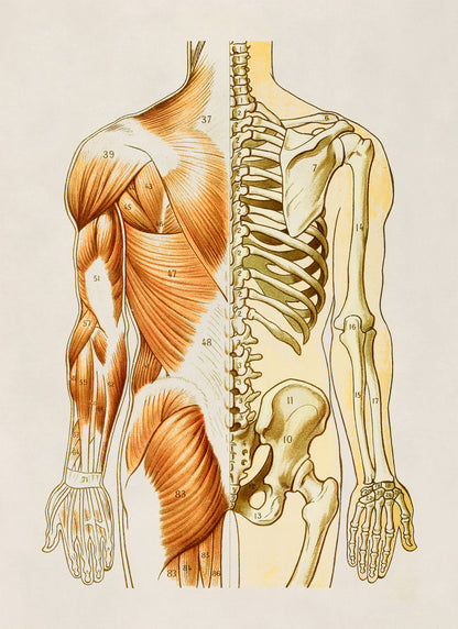 Rear Human Muscular and Skeletal System Anatomy Chart Print, AM94