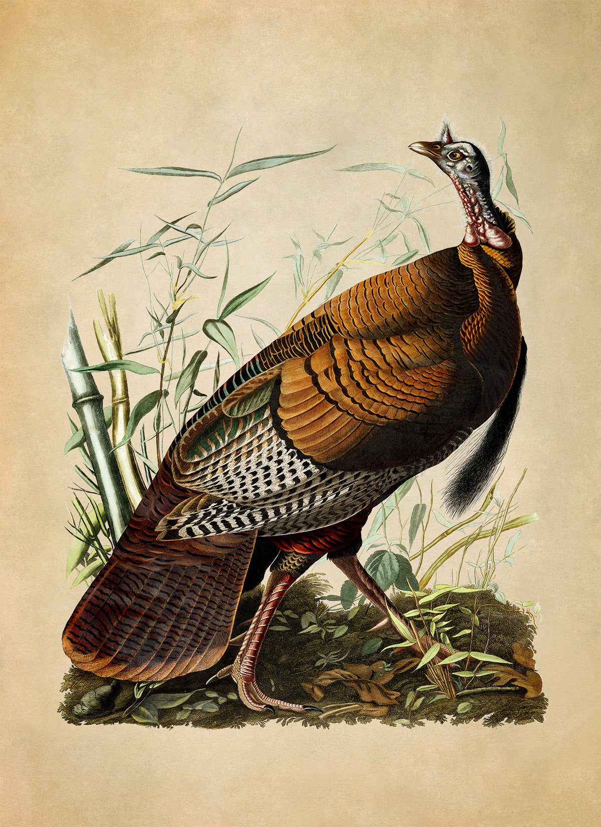 Wild Turkey Print, Vintage Style Audubon Birds Of America Illustration, AOB1