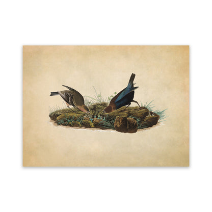 Brown Headed Cowbird Print, Vintage Style Audubon Birds Of America Illustration, AOB100