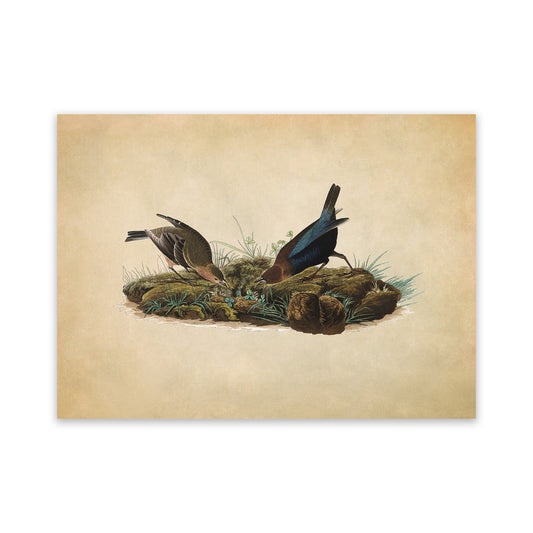 Brown Headed Cowbird Print, Vintage Style Audubon Birds Of America Illustration, AOB100