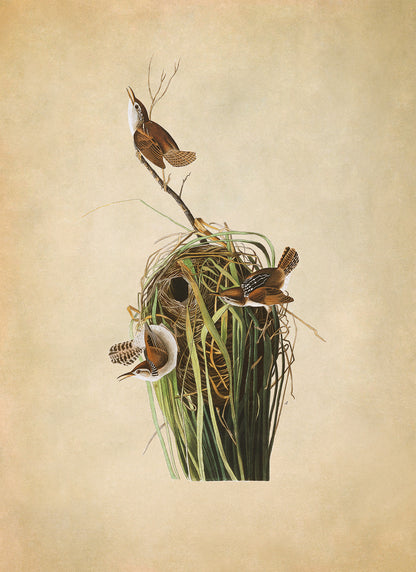 Marsh Wren Bird Print, Vintage Style Audubon Birds Of America Illustration, AOB101