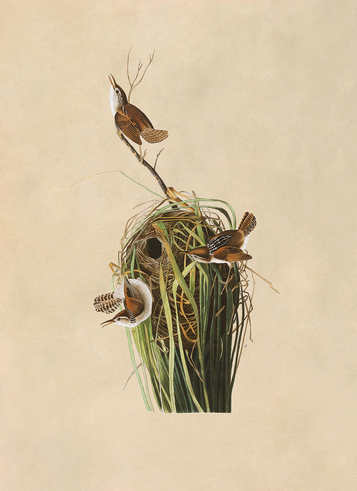 Marsh Wren Bird Print, Vintage Style Audubon Birds Of America Illustration, AOB101