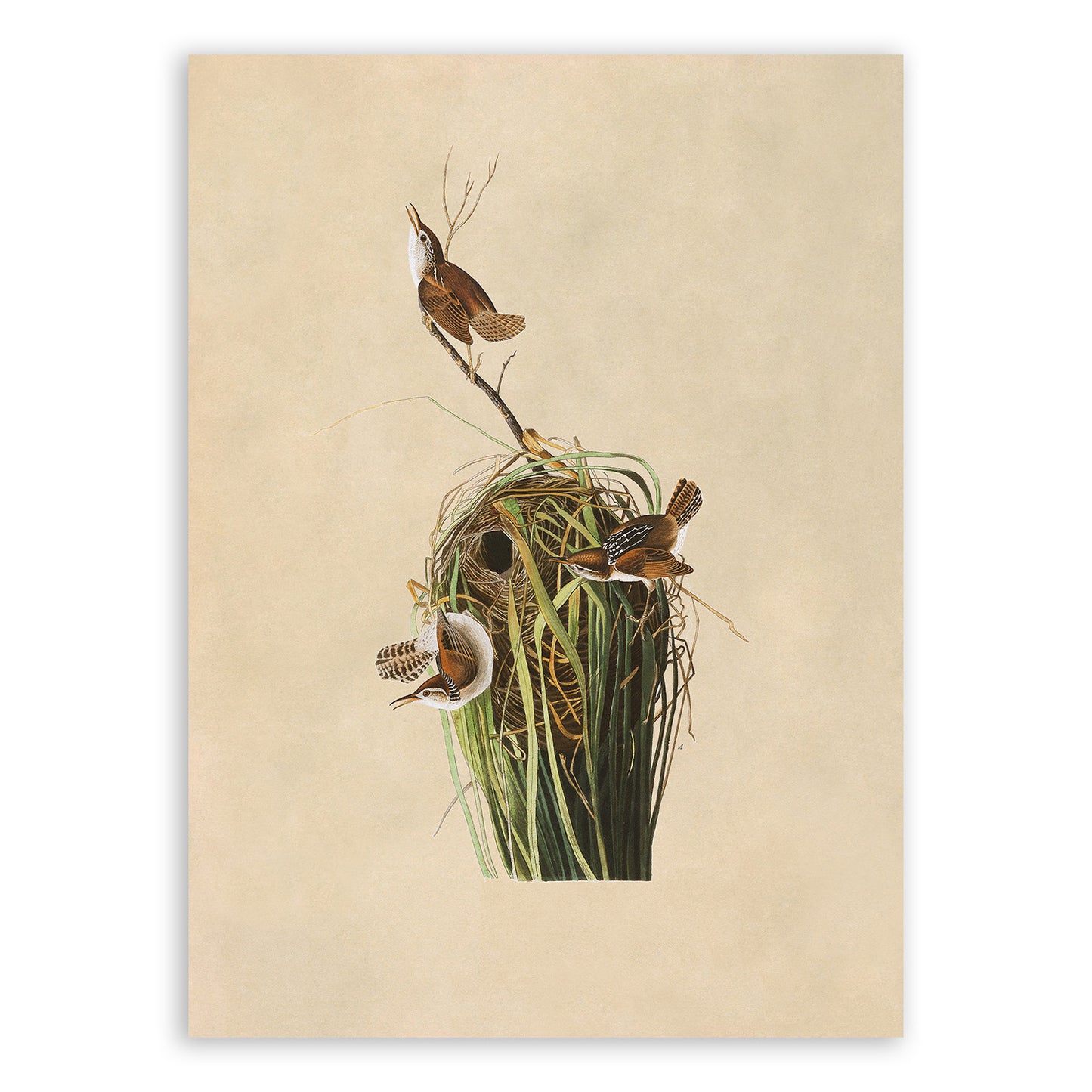 Marsh Wren Bird Print, Vintage Style Audubon Birds Of America Illustration, AOB101