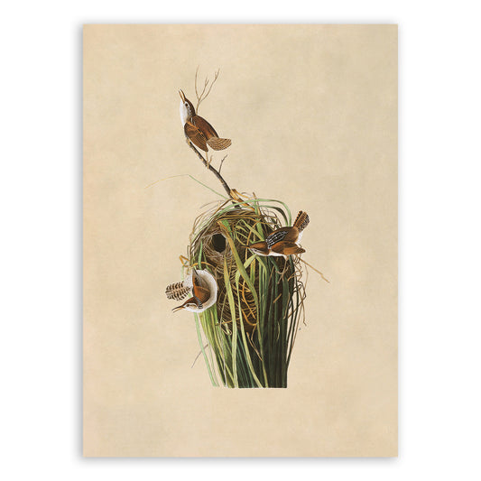 Marsh Wren Bird Print, Vintage Style Audubon Birds Of America Illustration, AOB101