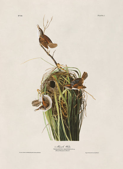 Marsh Wren Bird Print, Vintage Style Audubon Birds Of America Illustration, AOB101