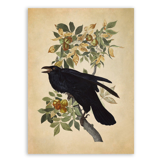 Black Raven Bird Print, Vintage Style Audubon Birds Of America Illustration, AOB102