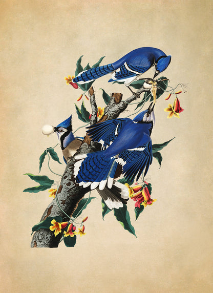 Blue Jay Bird Print, Vintage Style Audubon Birds Of America Illustration, AOB103