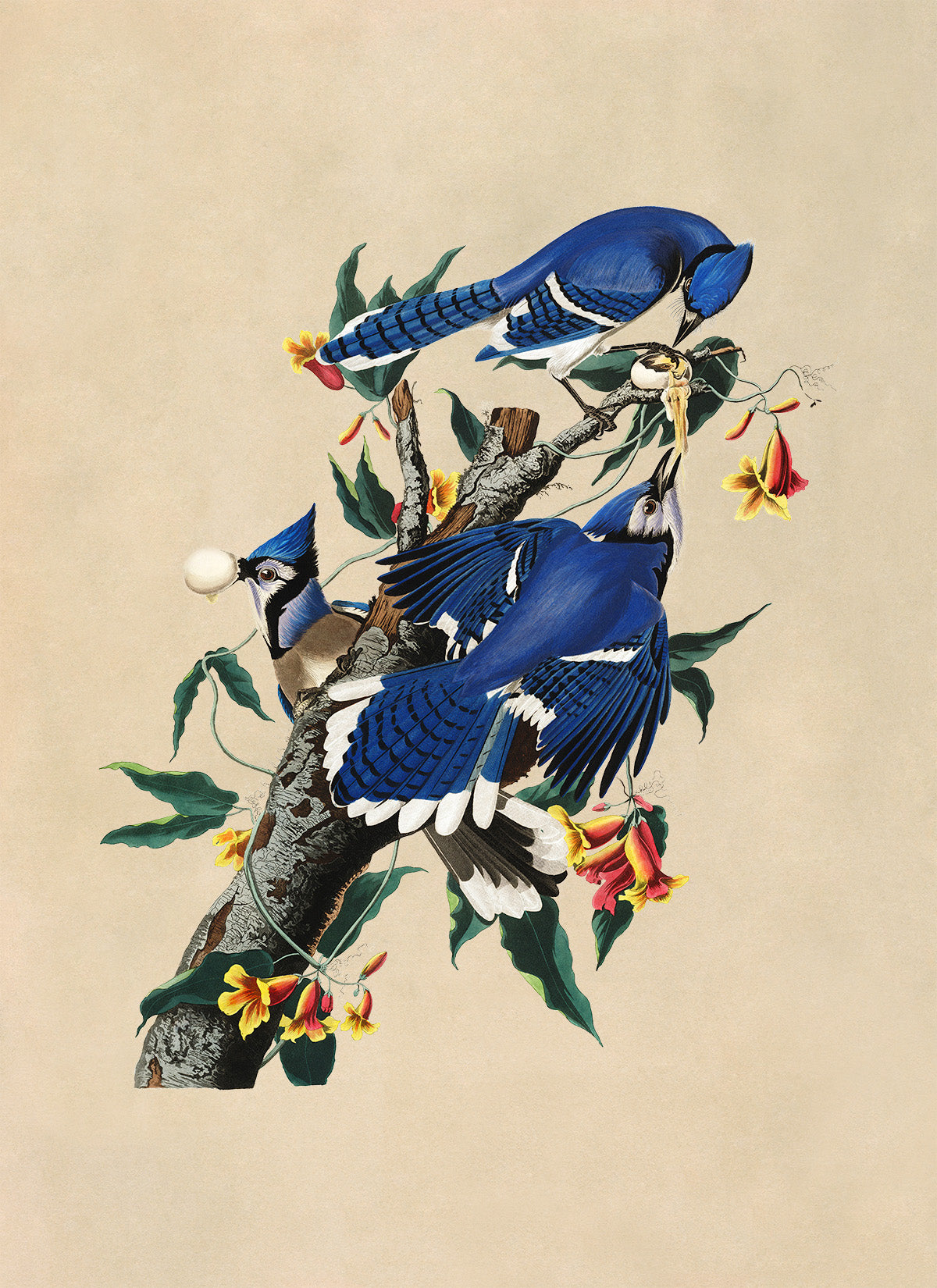 Blue Jay Bird Print, Vintage Style Audubon Birds Of America Illustration, AOB103