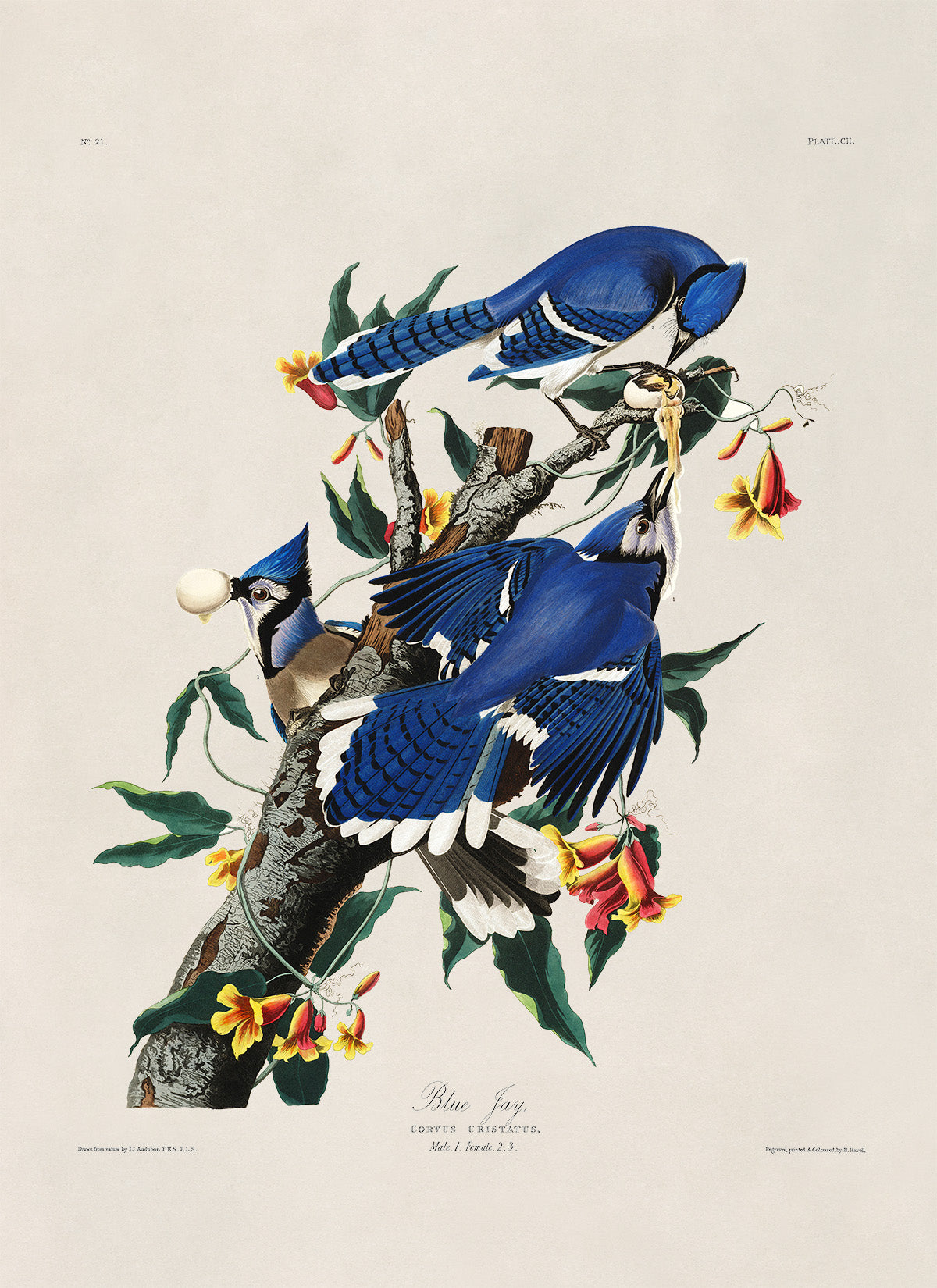 Blue Jay Bird Print, Vintage Style Audubon Birds Of America Illustration, AOB103