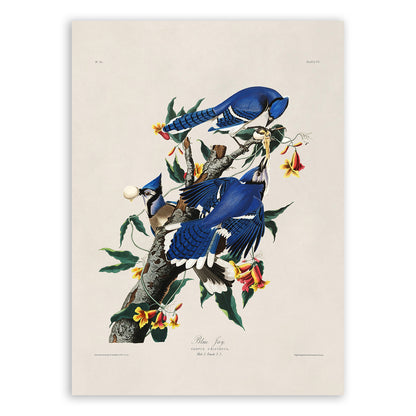 Blue Jay Bird Print, Vintage Style Audubon Birds Of America Illustration, AOB103