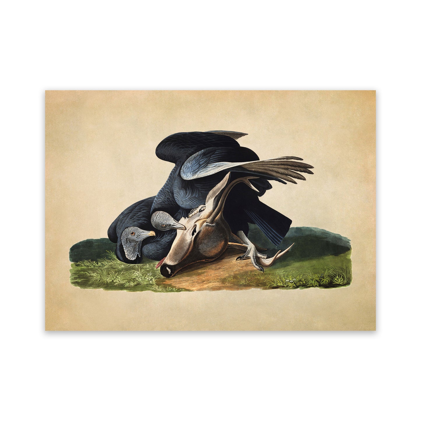 Black Vulture Bird Print, Vintage Style Audubon Birds Of America Illustration, AOB107