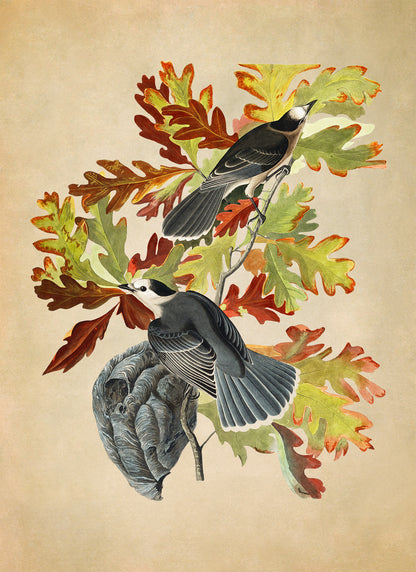 Canada Jay Bird Print, Vintage Style Audubon Birds Of America Illustration, AOB108