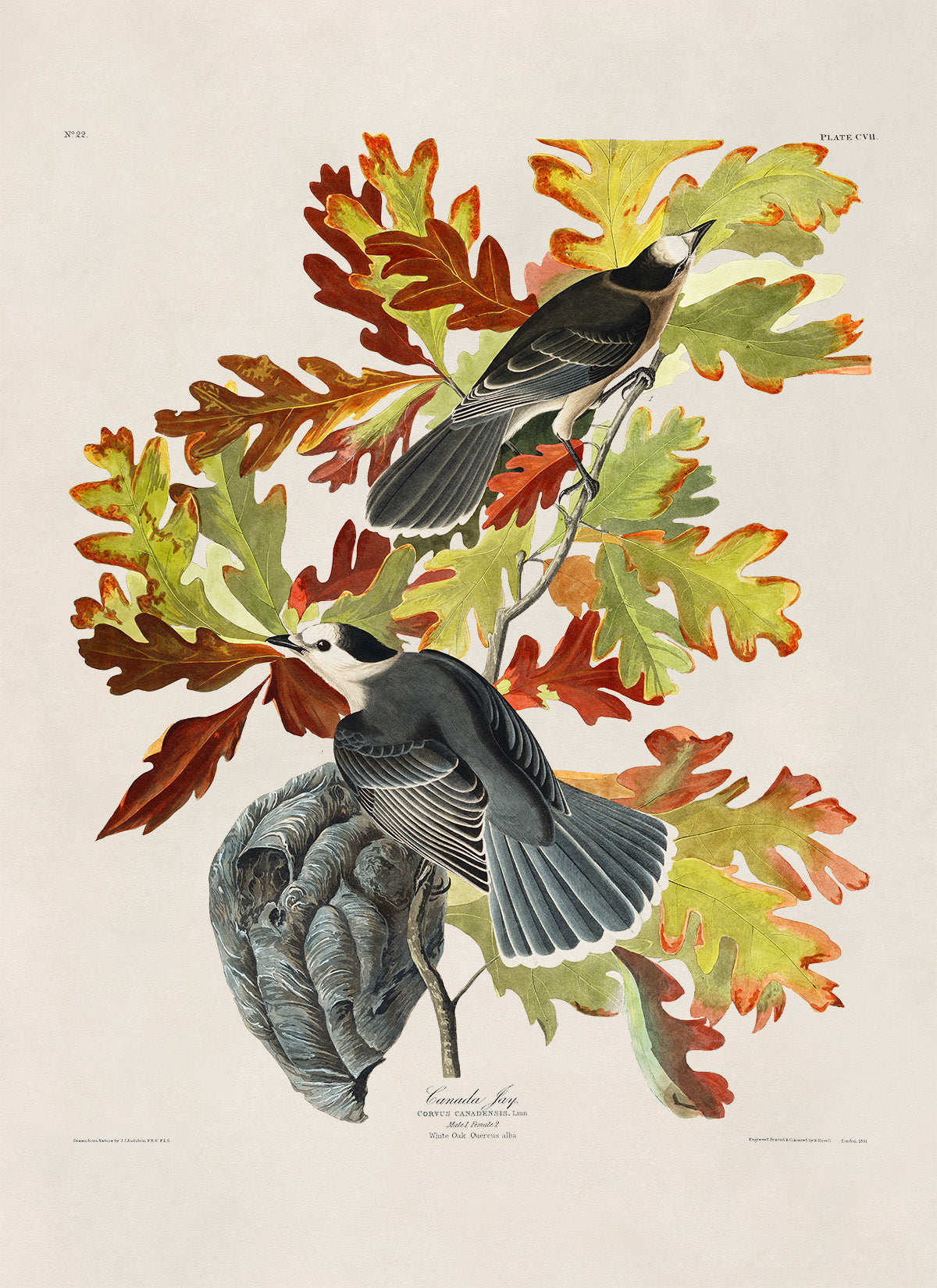 Canada Jay Bird Print, Vintage Style Audubon Birds Of America Illustration, AOB108