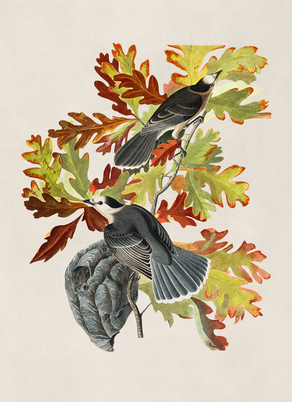 Canada Jay Bird Print, Vintage Style Audubon Birds Of America Illustration, AOB108