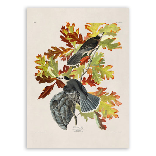 Canada Jay Bird Print, Vintage Style Audubon Birds Of America Illustration, AOB108