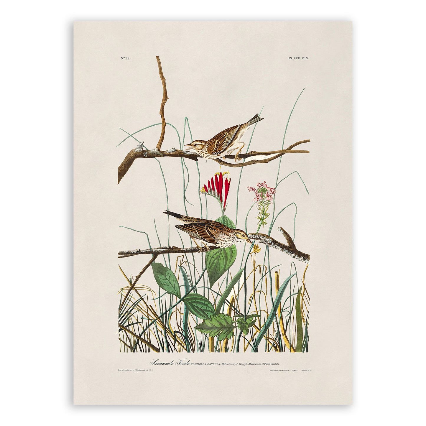 Savannah Sparrow Bird Print, Vintage Style Audubon Birds Of America Illustration, AOB110