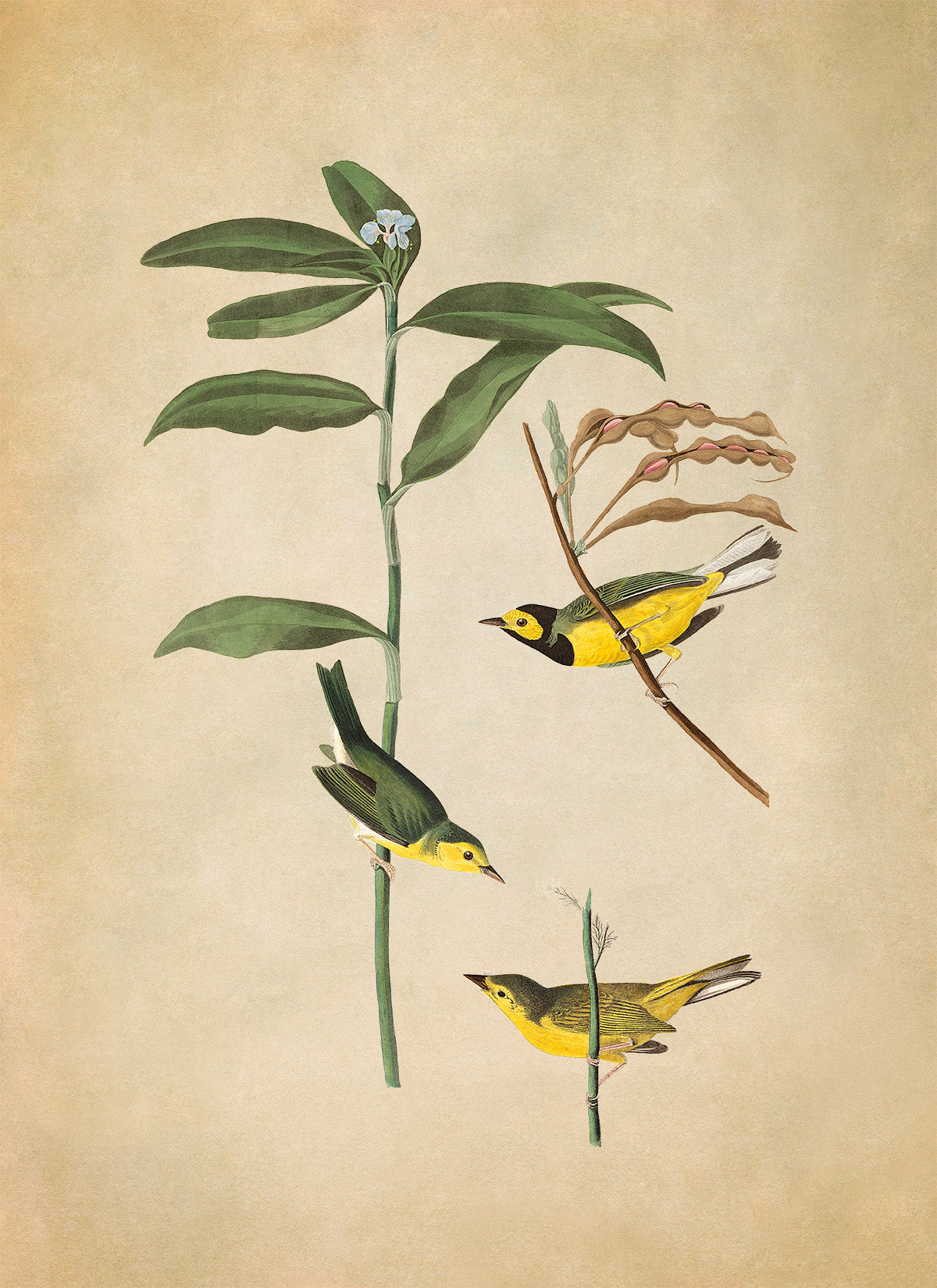 Hooded Warbler Bird Print, Vintage Style Audubon Birds Of America Illustration, AOB111