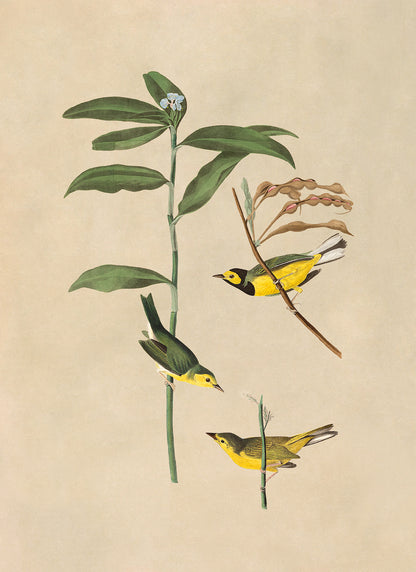 Hooded Warbler Bird Print, Vintage Style Audubon Birds Of America Illustration, AOB111