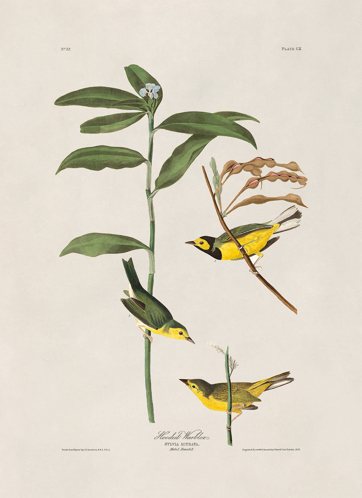 Hooded Warbler Bird Print, Vintage Style Audubon Birds Of America Illustration, AOB111