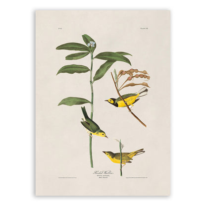 Hooded Warbler Bird Print, Vintage Style Audubon Birds Of America Illustration, AOB111