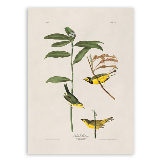 Hooded Warbler Bird Print, Vintage Style Audubon Birds Of America Illustration, AOB111