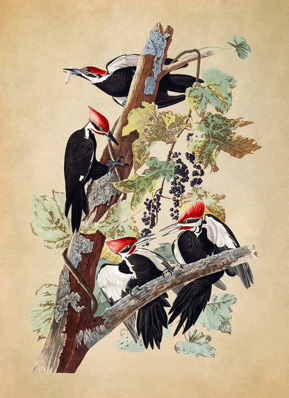 Pileated Woodpecker Print, Vintage Style Audubon Birds Of America Illustration, AOB112