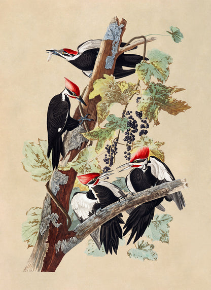 Pileated Woodpecker Print, Vintage Style Audubon Birds Of America Illustration, AOB112