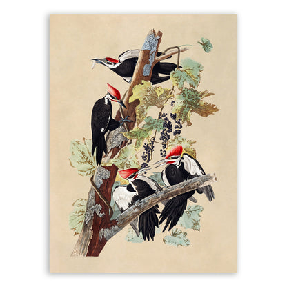 Pileated Woodpecker Print, Vintage Style Audubon Birds Of America Illustration, AOB112