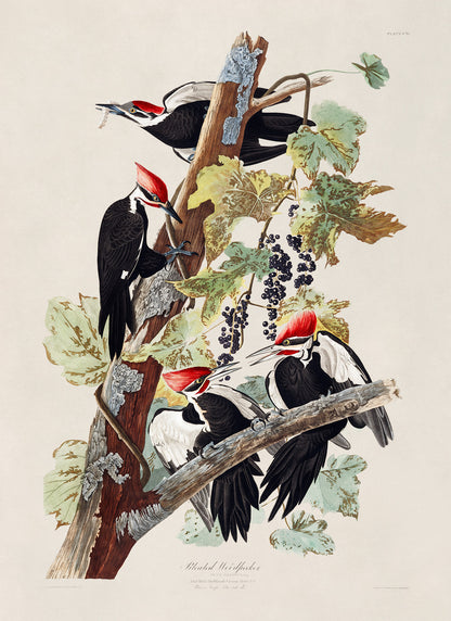 Pileated Woodpecker Print, Vintage Style Audubon Birds Of America Illustration, AOB112