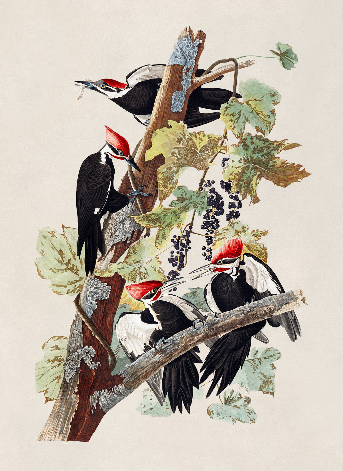 Pileated Woodpecker Print, Vintage Style Audubon Birds Of America Illustration, AOB112