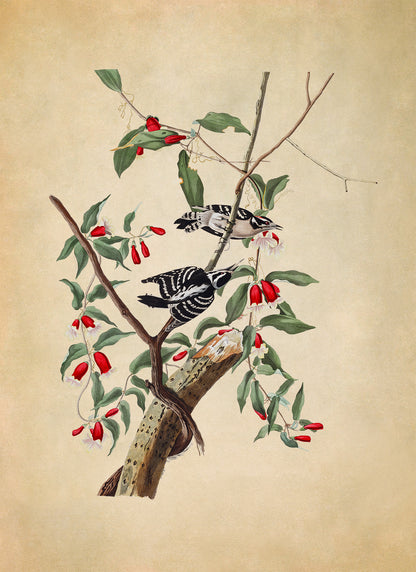 Downy Woodpecker Print, Vintage Style Audubon Birds Of America Illustration, AOB113