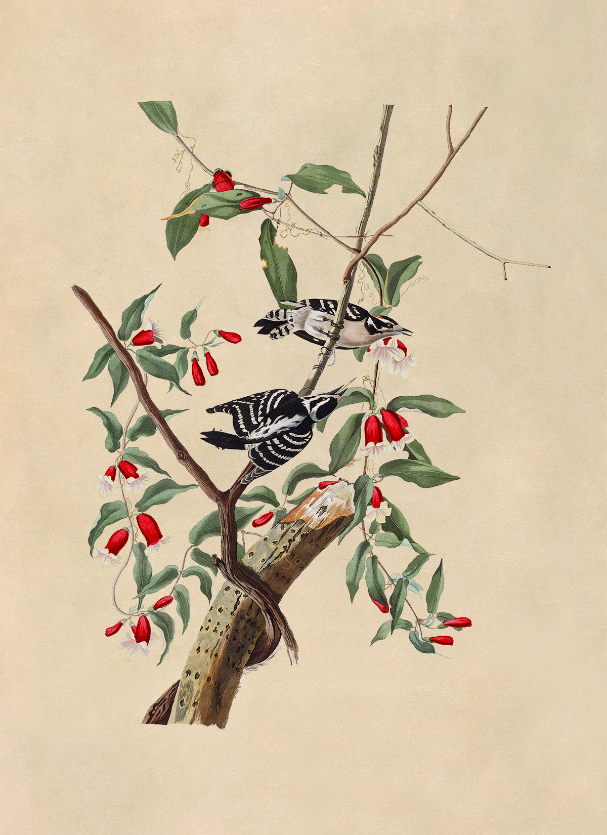 Downy Woodpecker Print, Vintage Style Audubon Birds Of America Illustration, AOB113