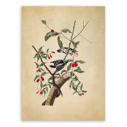 Downy Woodpecker Print, Vintage Style Audubon Birds Of America Illustration, AOB113