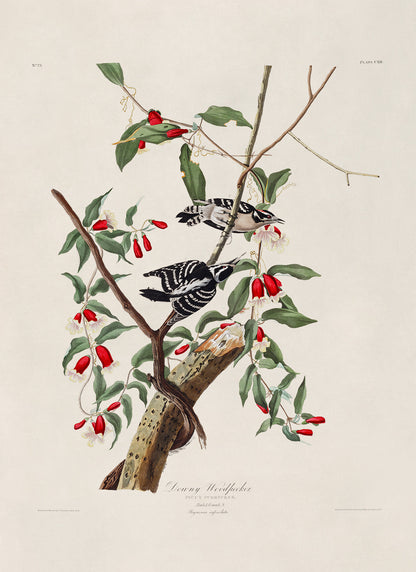 Downy Woodpecker Print, Vintage Style Audubon Birds Of America Illustration, AOB113