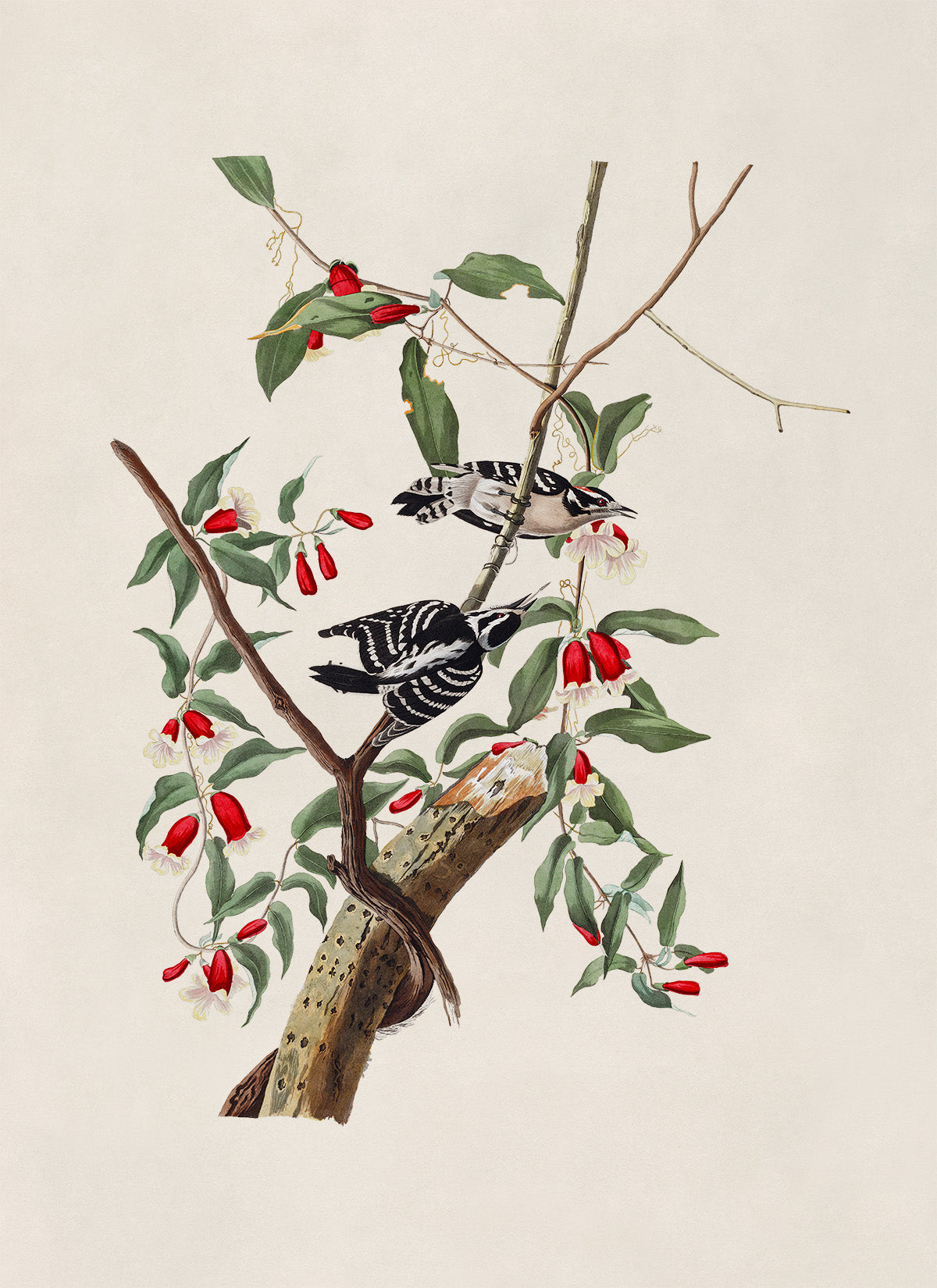 Downy Woodpecker Print, Vintage Style Audubon Birds Of America Illustration, AOB113