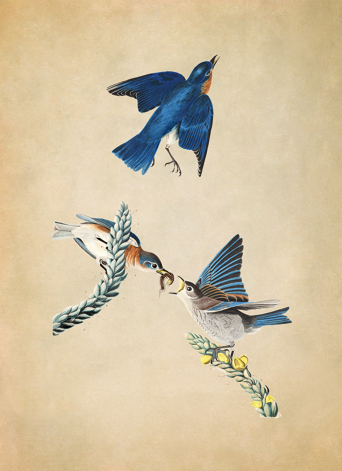 Eastern Bluebird Print, Vintage Style Audubon Birds Of America Illustration, AOB114