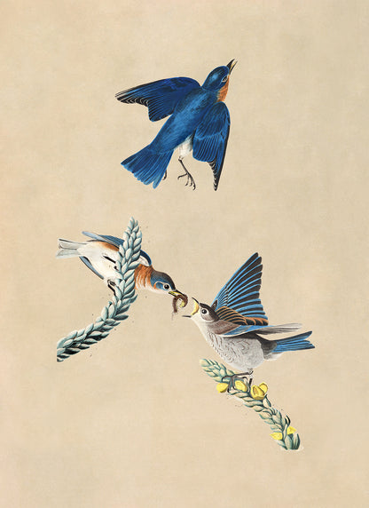 Eastern Bluebird Print, Vintage Style Audubon Birds Of America Illustration, AOB114