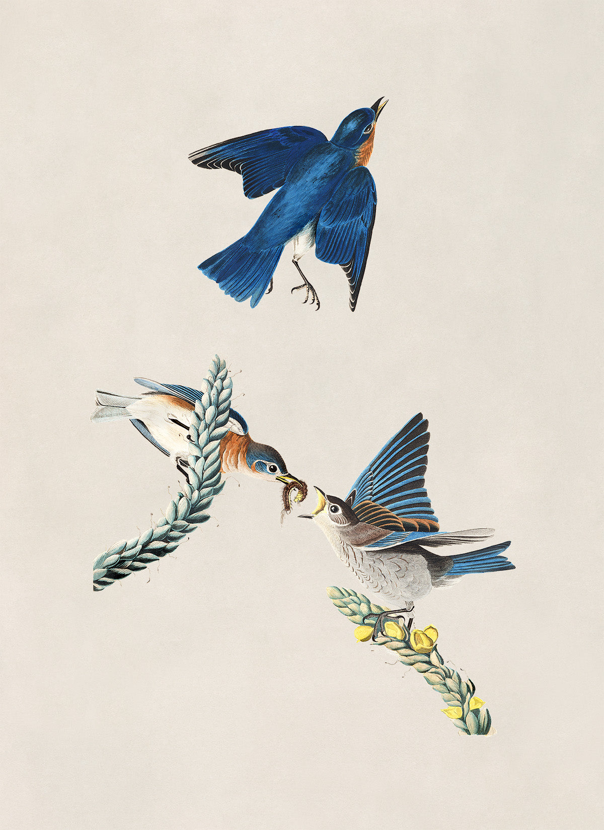 Eastern Bluebird Print, Vintage Style Audubon Birds Of America Illustration, AOB114