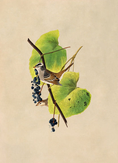 White Crowned Sparrow Bird Print, Vintage Style Audubon Birds Of America Illustration, AOB115