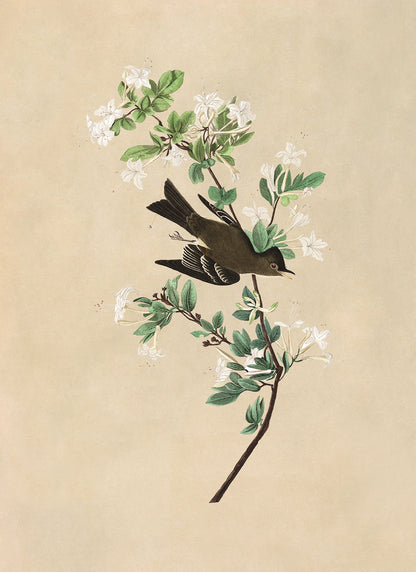 Eastern Wood Pewee Bird Print, Vintage Style Audubon Birds Of America Illustration, AOB116