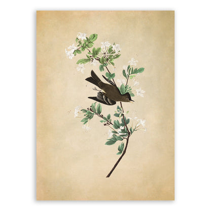 Eastern Wood Pewee Bird Print, Vintage Style Audubon Birds Of America Illustration, AOB116