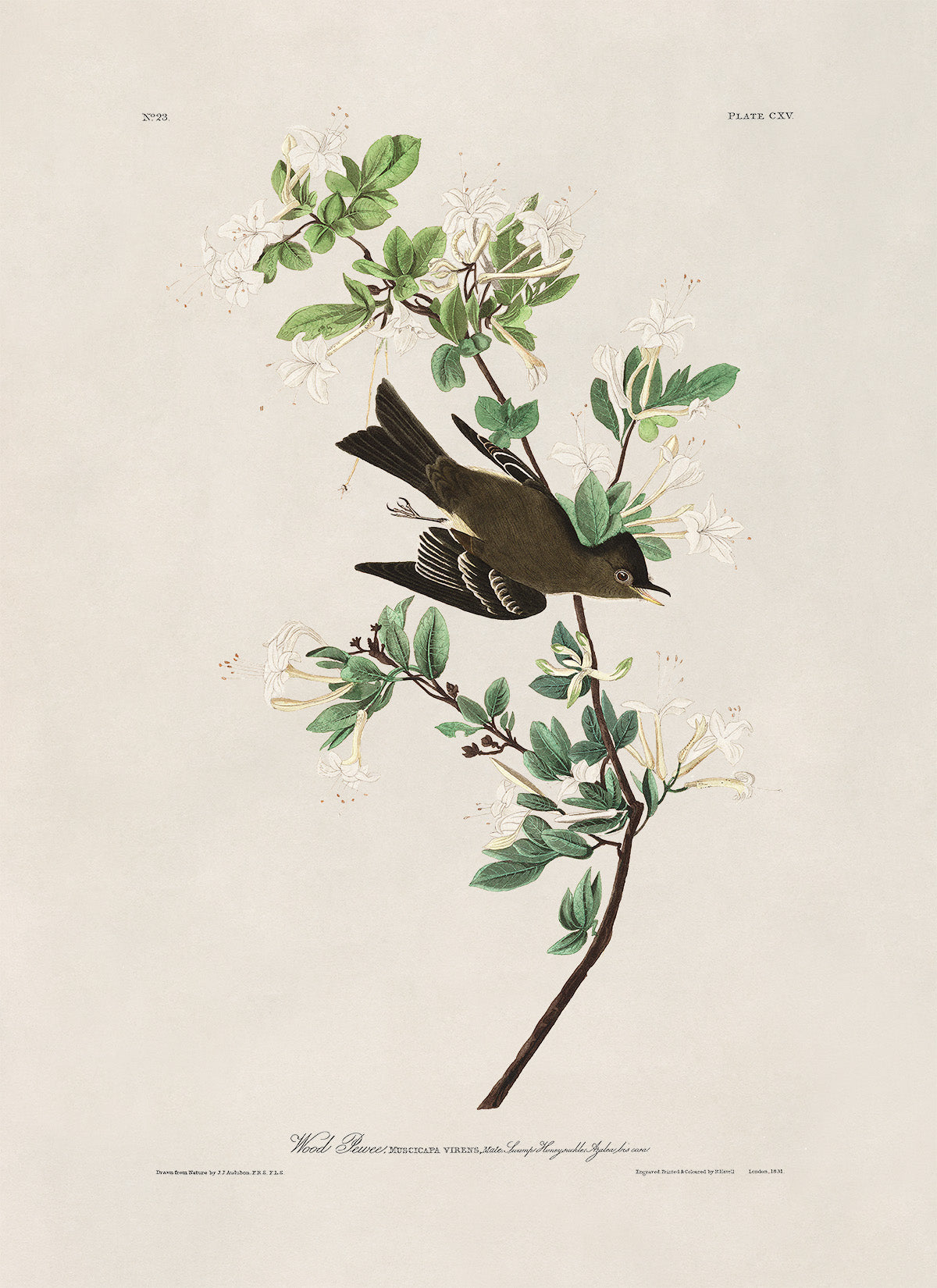 Eastern Wood Pewee Bird Print, Vintage Style Audubon Birds Of America Illustration, AOB116