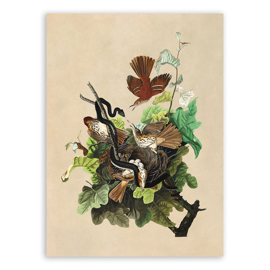 Brown Thrasher Bird Print, Vintage Style Audubon Birds Of America Illustration, AOB117