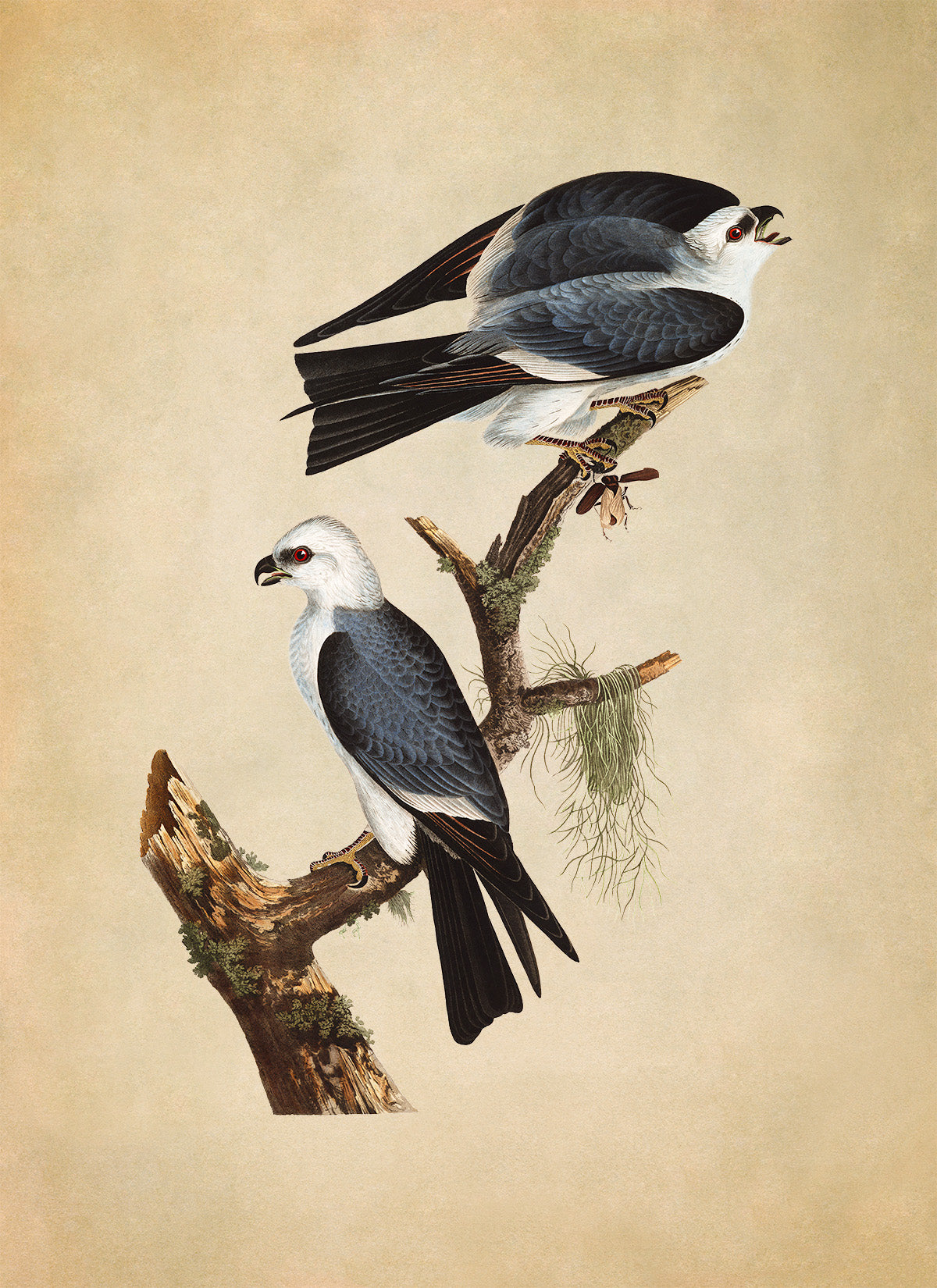 Mississippi Kite Bird Print, Vintage Style Audubon Birds Of America Illustration, AOB118