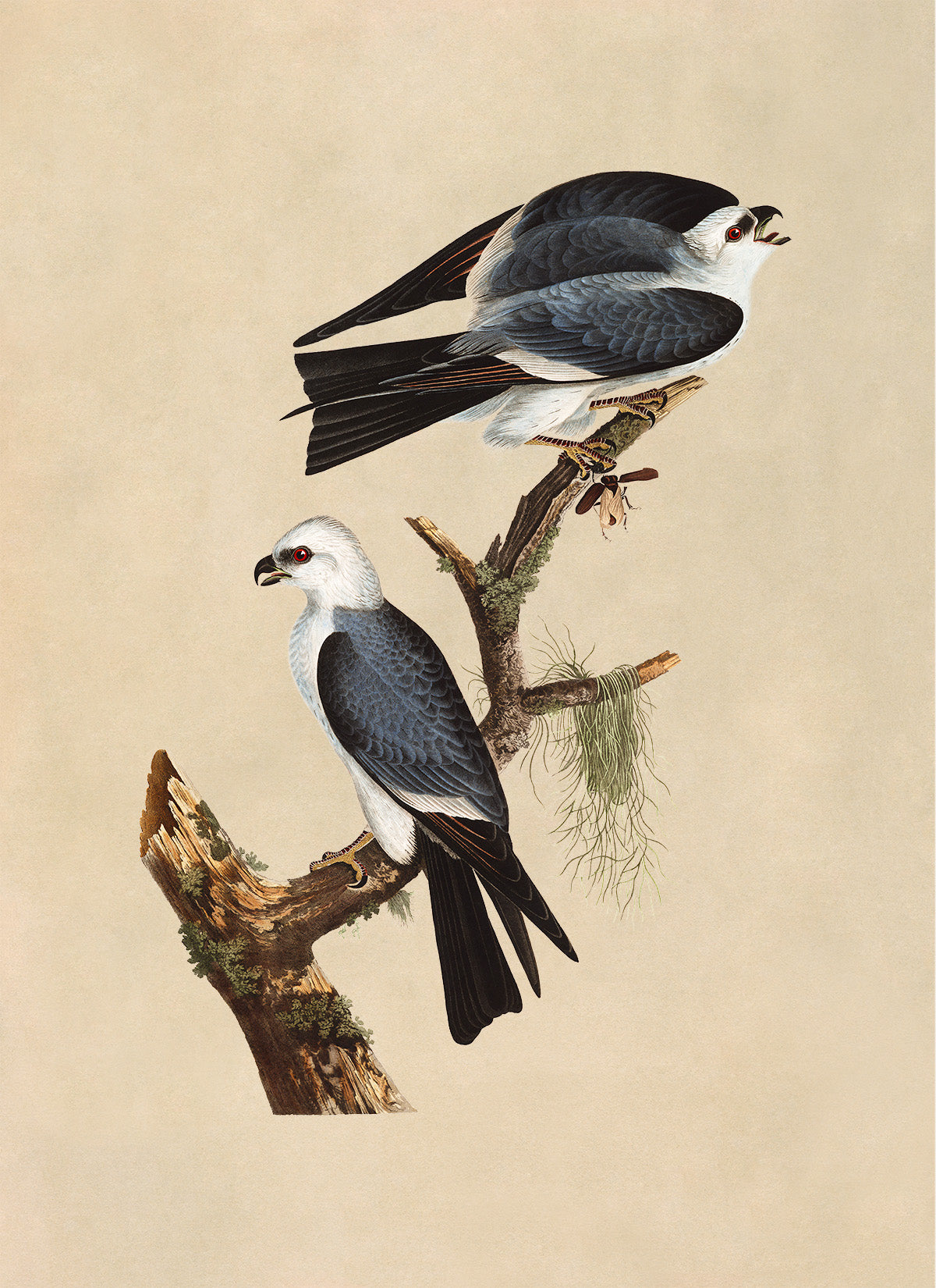 Mississippi Kite Bird Print, Vintage Style Audubon Birds Of America Illustration, AOB118