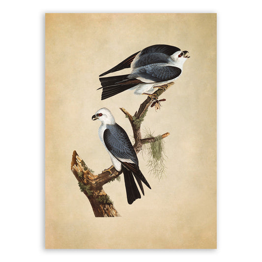 Mississippi Kite Bird Print, Vintage Style Audubon Birds Of America Illustration, AOB118