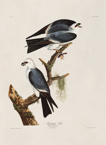 Mississippi Kite Bird Print, Vintage Style Audubon Birds Of America Illustration, AOB118